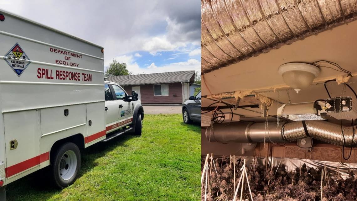 Law enforcement in Mason and Thurston counties busted large-scale marijuana growing operations near Shelton and Lacey on Monday, May 9, 2022. The operations allegedly posed health and safety concerns in residential neighborhoods.